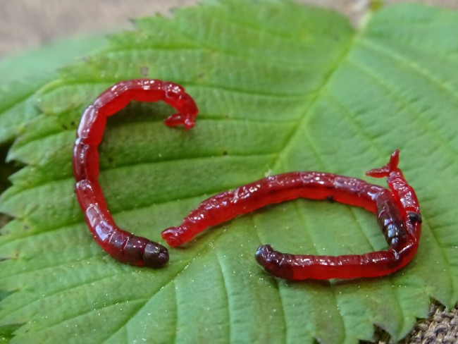 Мотыль