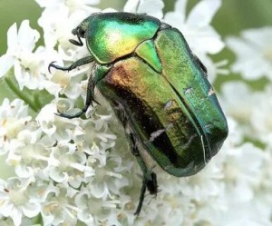 Жук бронзовка